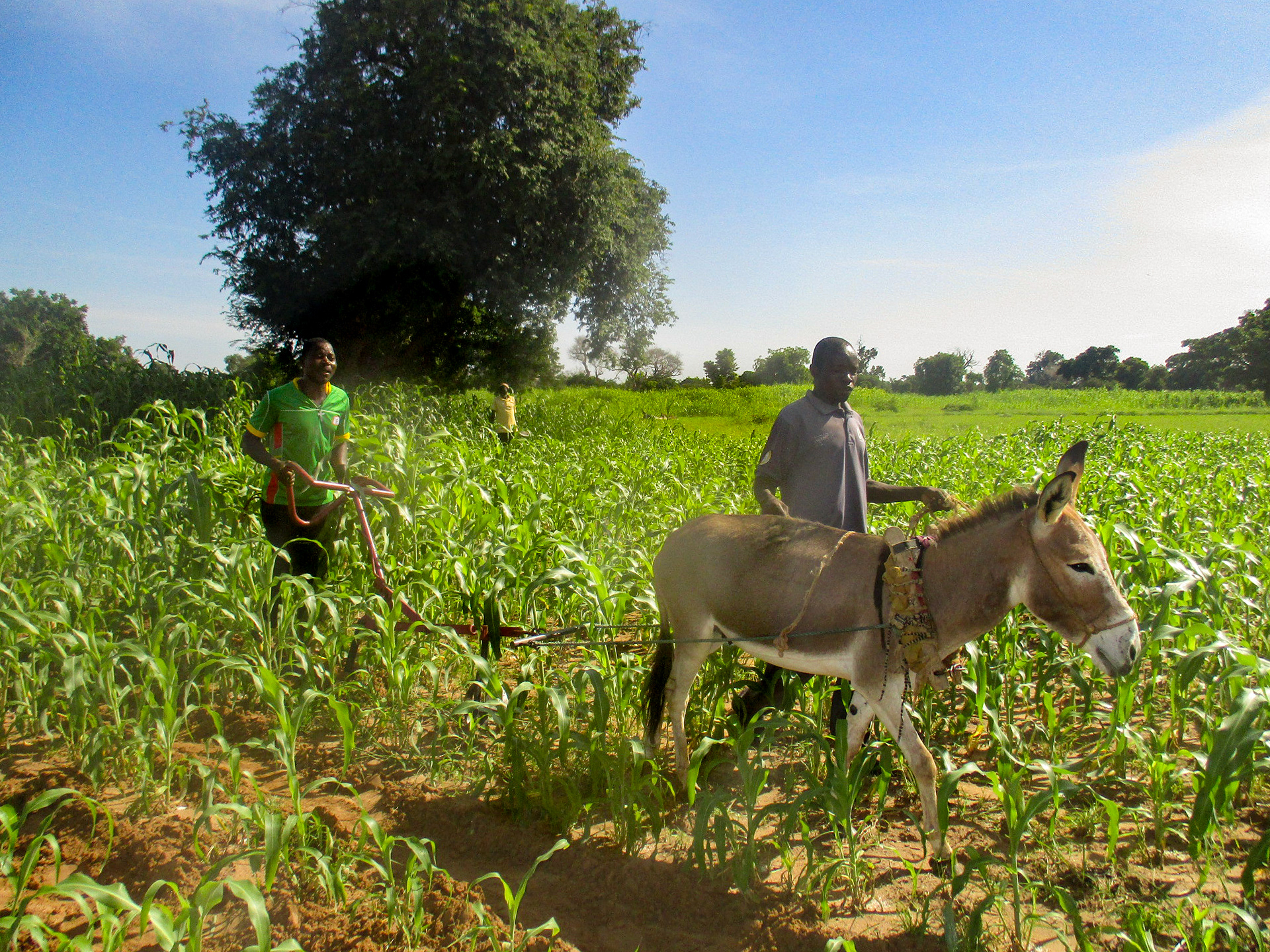 On Draft Donkey Utilization in Western Africa